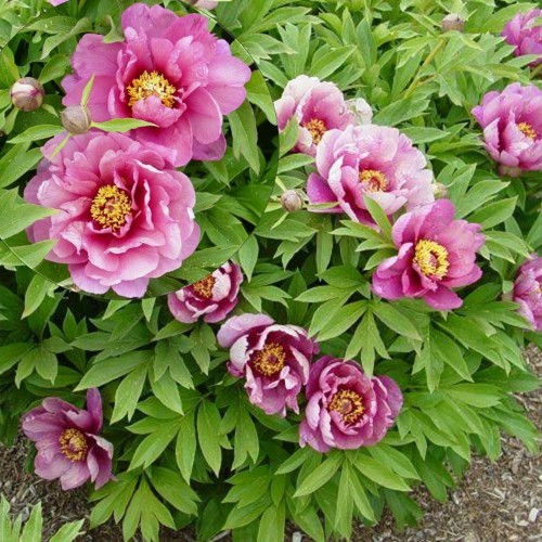 Paeonia intersectional 'Yankee Dooble Dandy' - Itoh pojeng 'Yankee Dooble Dandy' C7/7L
